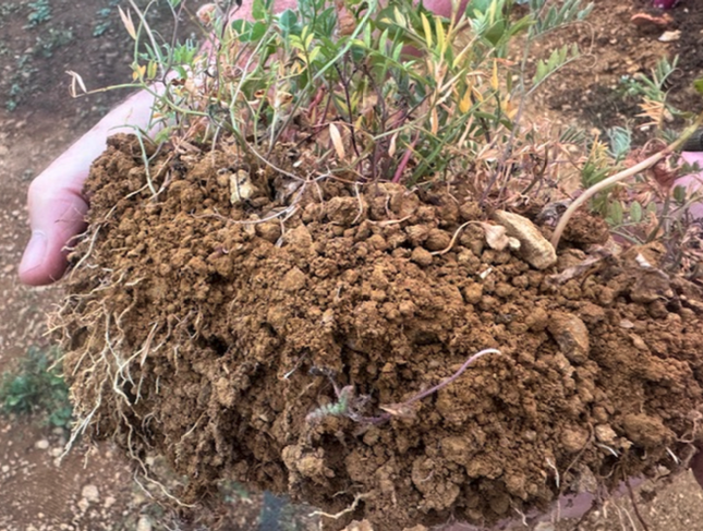 Seeding