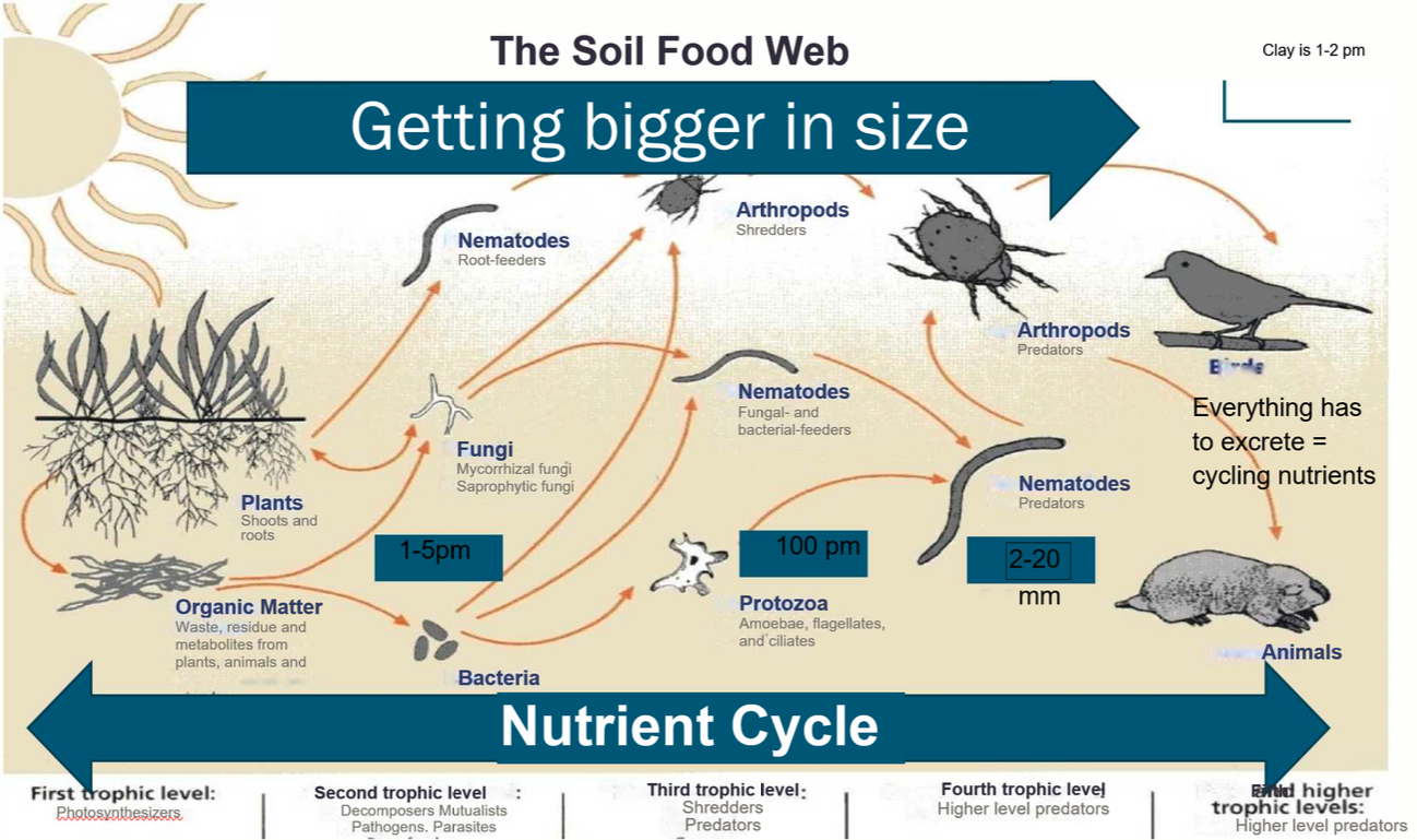 Soil Food Web